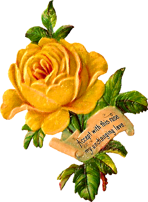 Yellow Rose Clip Art - Garden Roses (536x696)