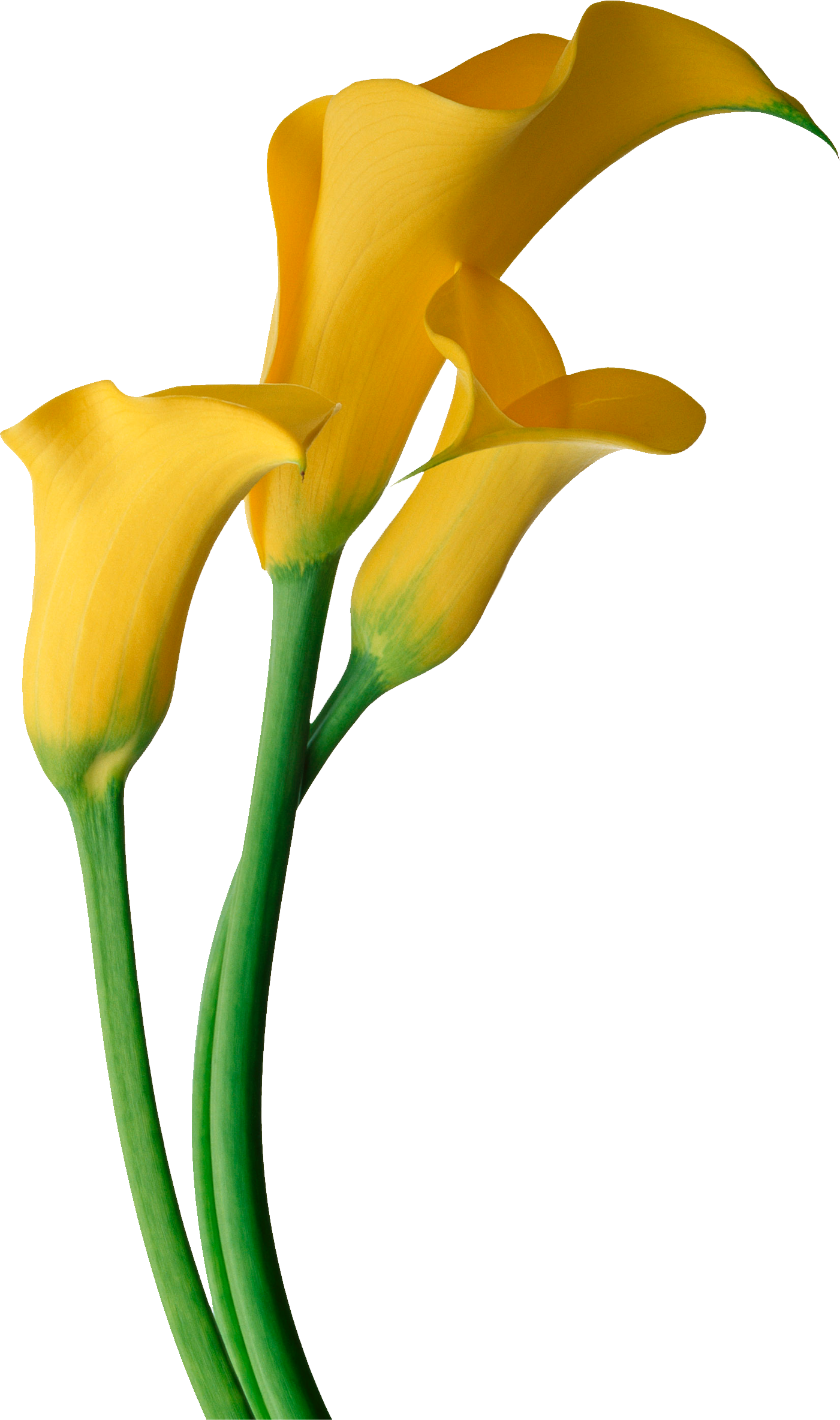 Art Images, Flower Clipart, Lilies Flowers, Calla Lily, - Calla Lily Flower Png (1401x2367)