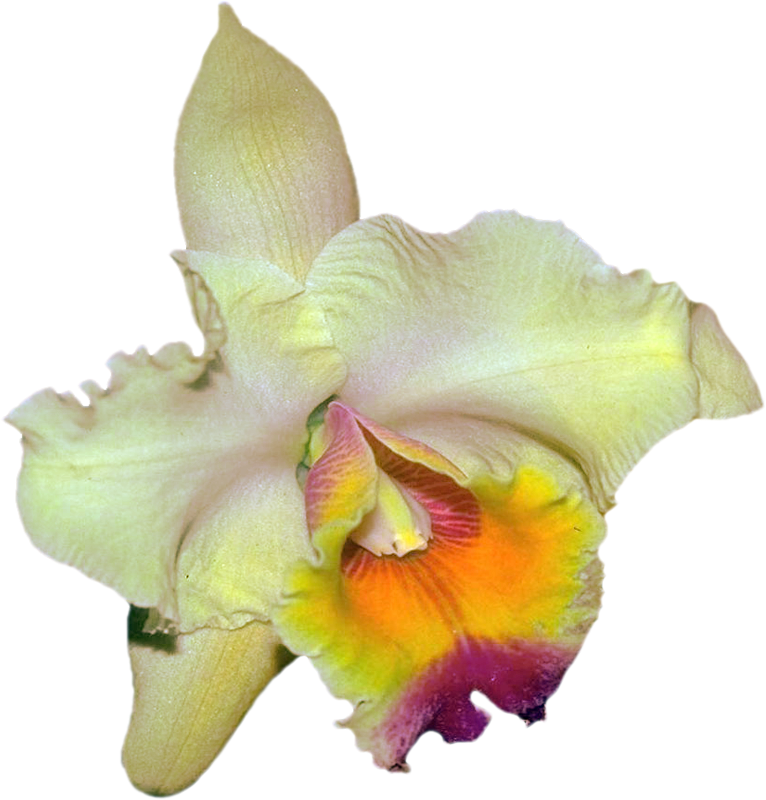 Png Клипарт "beautiful Orchids Flower" - Christmas Orchid (766x800)
