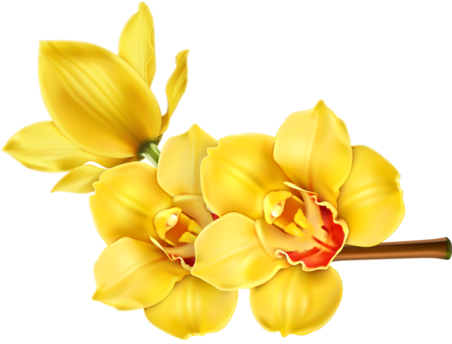Orchid Flower Clip Art - Tropical Flower Png (640x488)