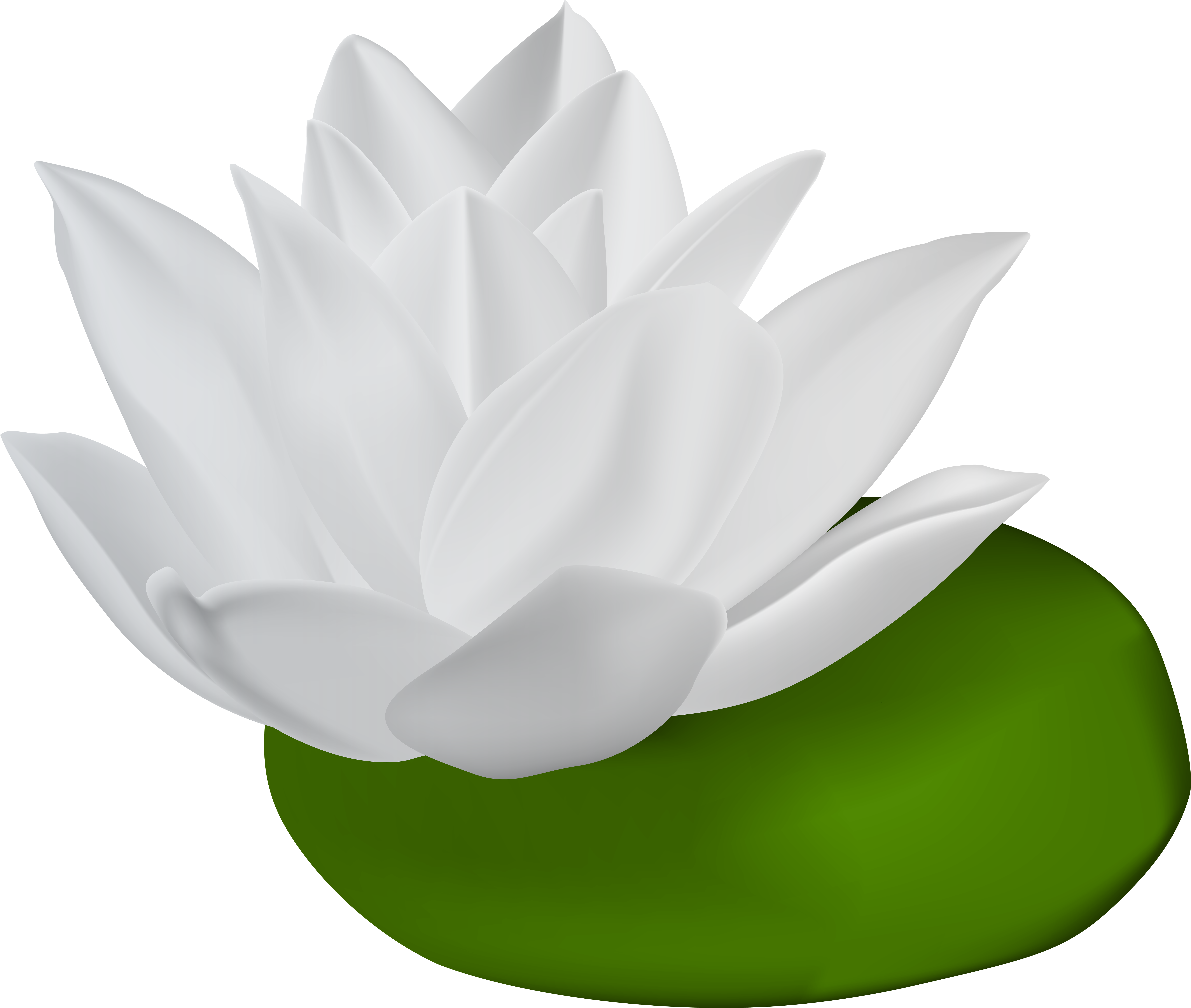 White Water Lily Transparent Png Clip Art Image - White Water Lily Png (8000x6774)