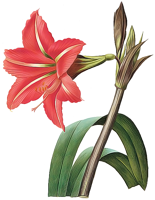 Flowers - Amaryllis Botanical Illustration (543x700)
