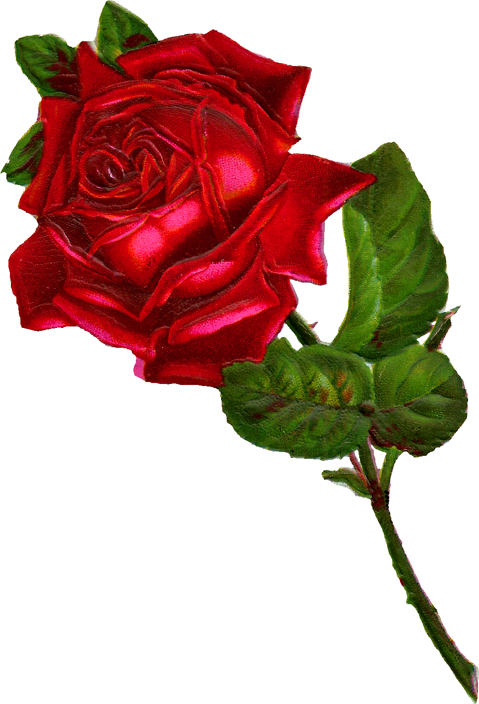 Antique Images Stock Red Rose Digital Clip Art - Vintage Red Rose Png (1127x1542)