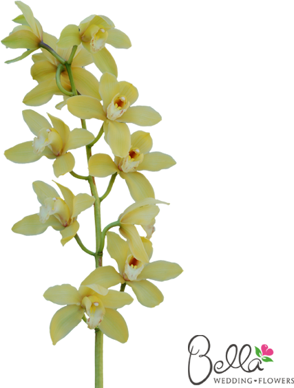 Gorgeous Fresh Yellow Cymbidium Orchids Are A Timeless - Wedding (600x567)