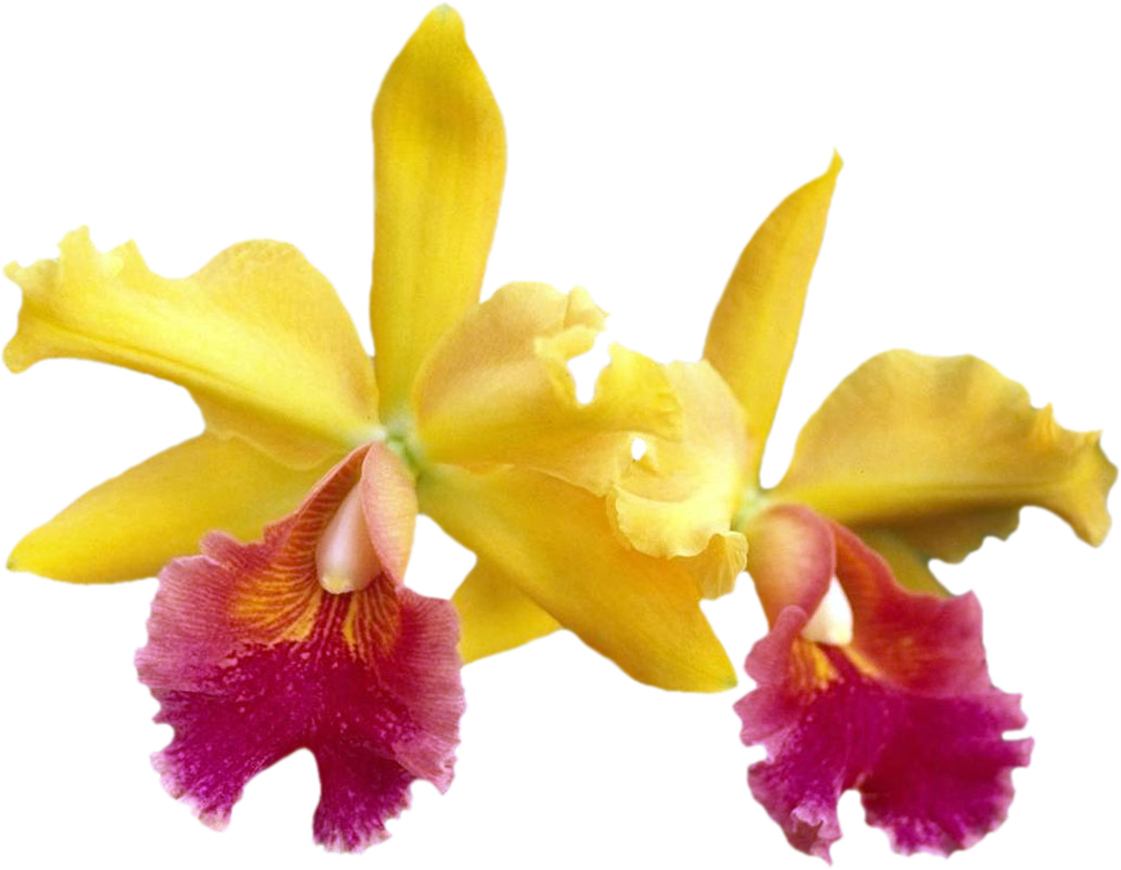 Изображение Для Плейкаста - Orchids (1121x870)