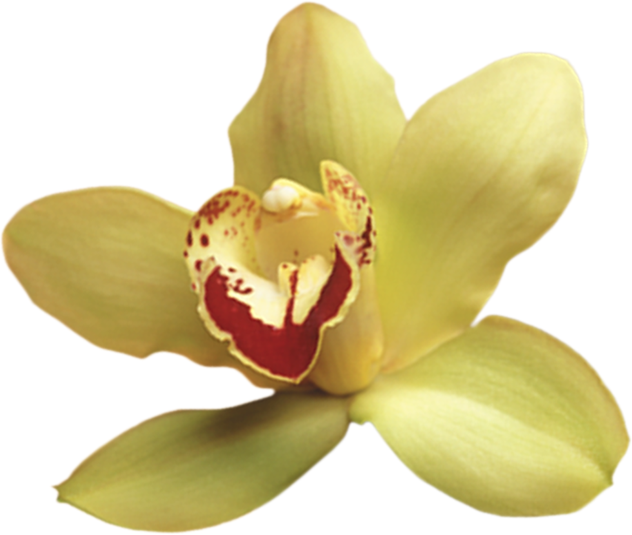 Png Клипарт "beautiful Orchids Flower" - Орхидеи Фото (916x776)