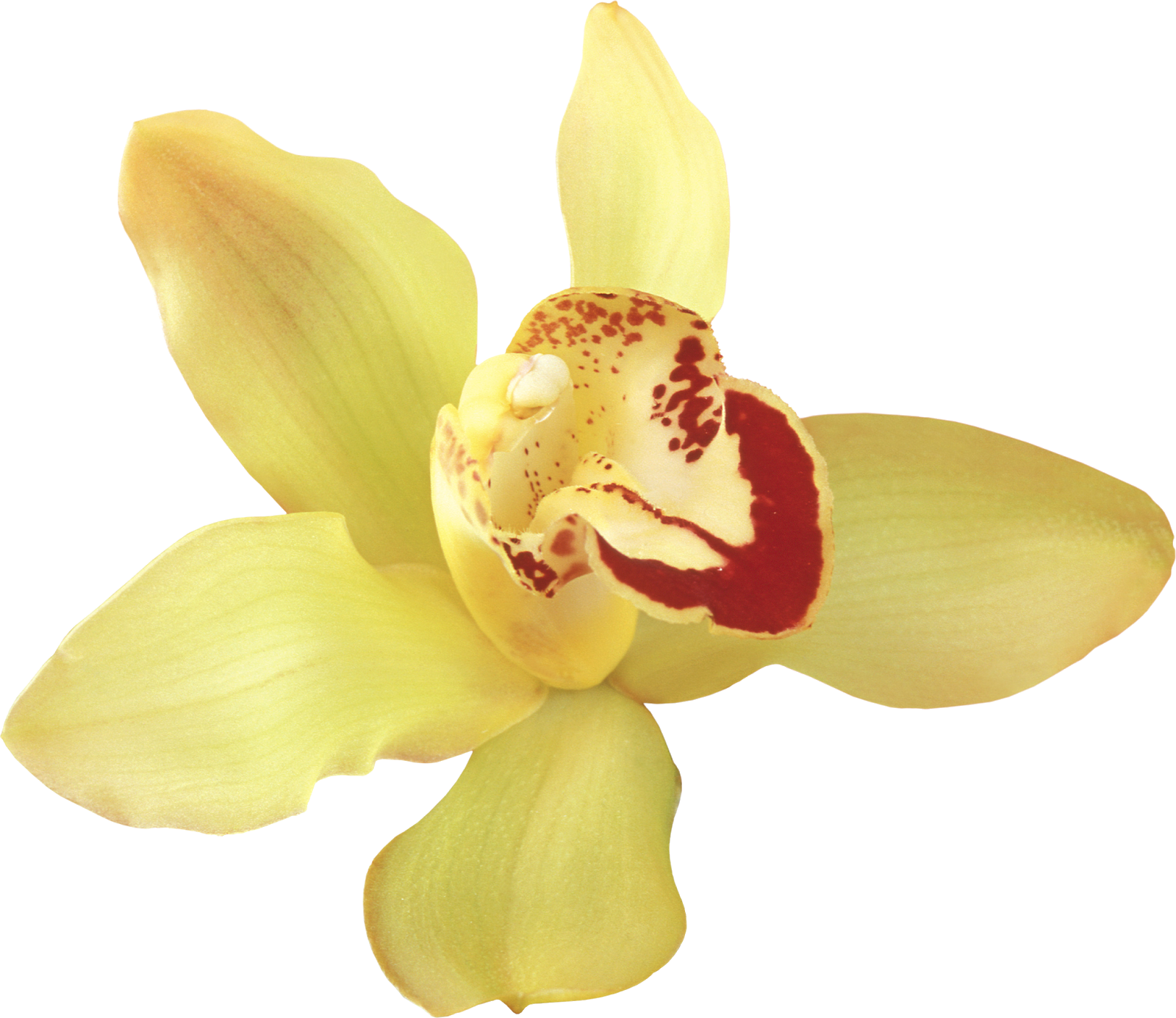 Png Клипарт "beautiful Orchids Flower" - Orchids (1600x1386)