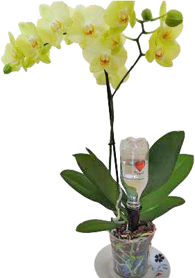 Precise Watering Of Orchids - Irrigation (336x400)