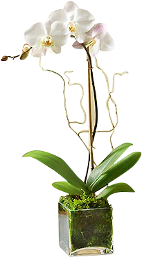White Orchid Plant - White Phalaenopsis Orchid - Flowers By 1-800 Flowers (345x377)