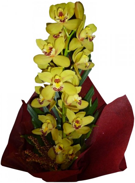 Orchidparcel Orchidparcel - Yellow Iris (443x600)