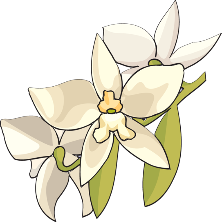 Caramel - White Orchid Flower Clip Art (720x720)