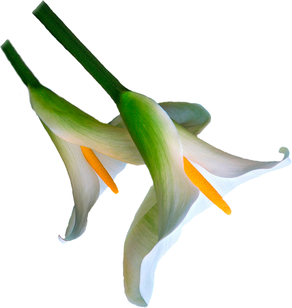 Flower Plant Stem Orchids Advertising - Flower Plant Stem Orchids Advertising (1137x1200)