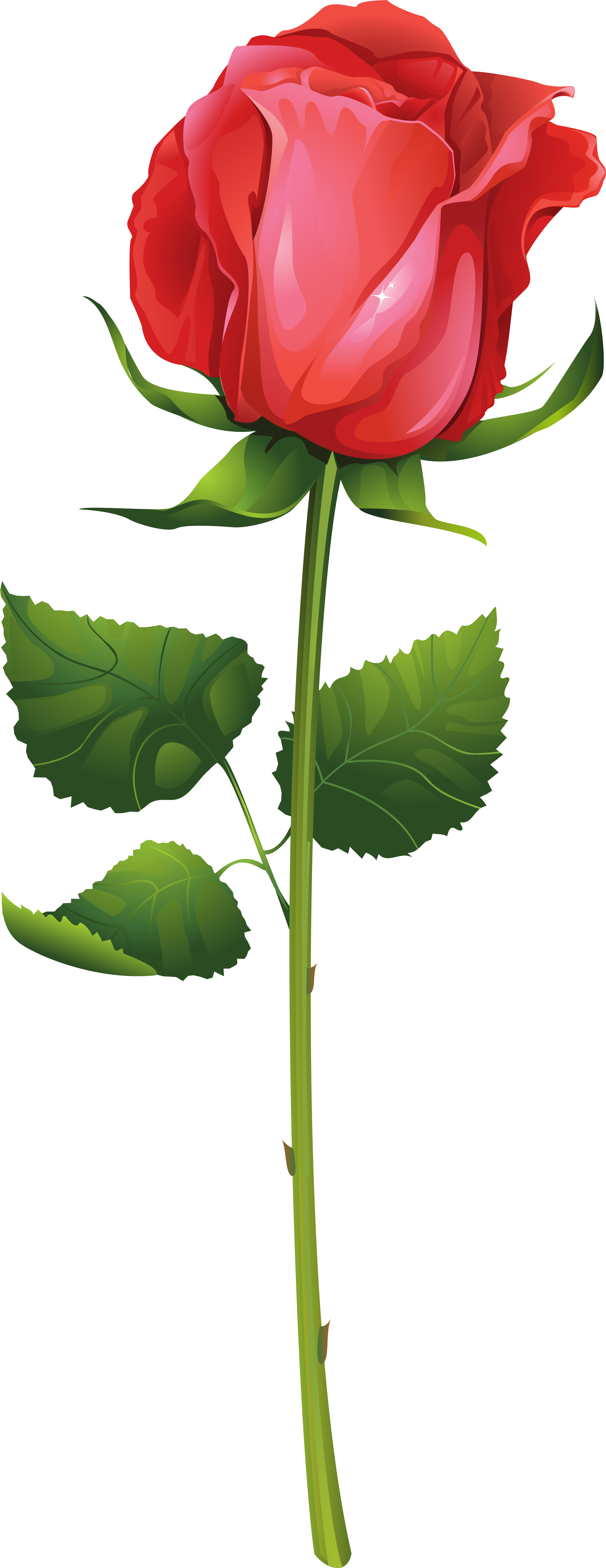 Rose With Stem Png Clip Art Imageu200b Gallery Yopriceville - Rose With Stem (3394x8531)