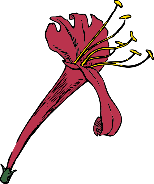 Honeysuckle Flower Clipart (498x595)