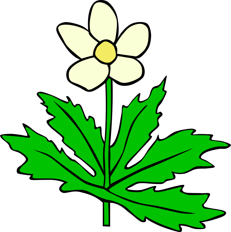 Free Vector Anemone Canadensis Flower Clip Art - Outline Pictures Of Flowers (797x800)