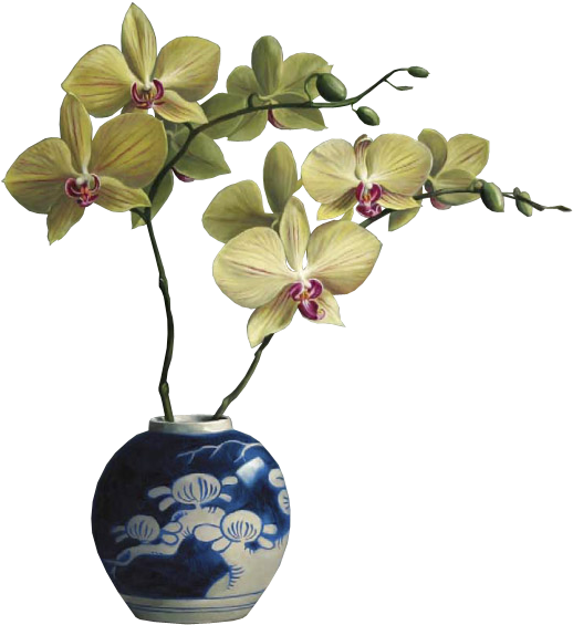 Orchids In Vases - Phalaenopsis Sanderiana (541x601)