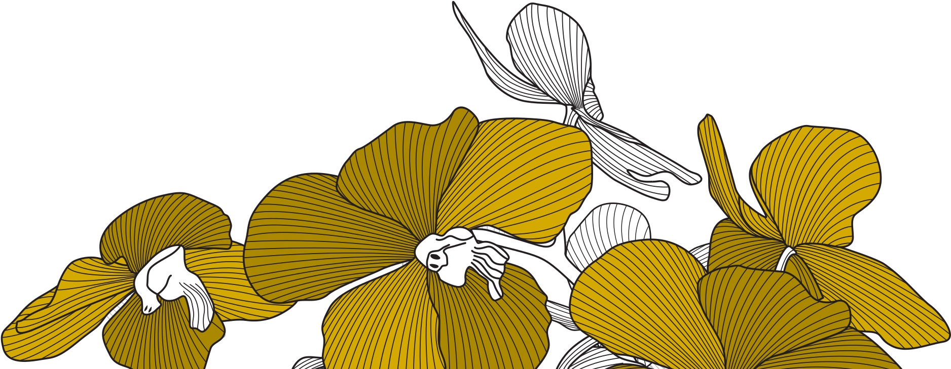 Valentina Guevara Orchids Background - Valentina Guevara (1908x839)