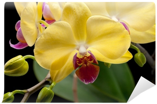 Yellow Orchid Isolated On Black Background Wall Mural - Orchids Of The Philippines (400x400)