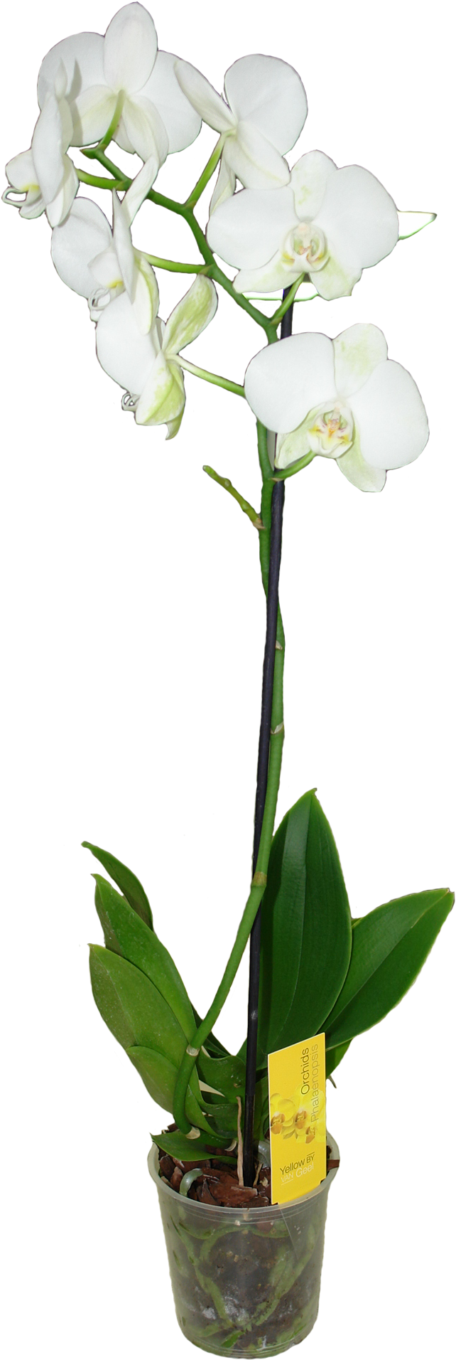 Фаленопсис Ван Гель Микс Белый - Moth Orchid (1440x2160)
