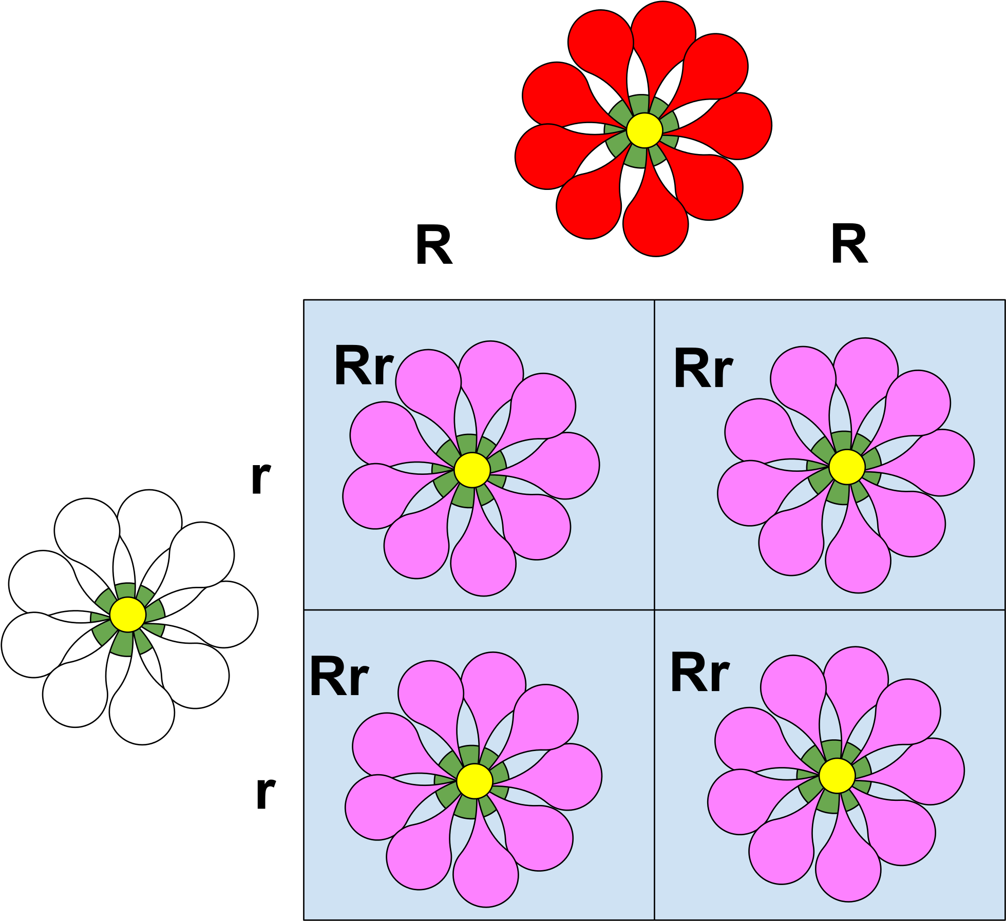 8 Petal Flower Template 10, Buy Clip Art - Incomplete Dominance (2000x1840)