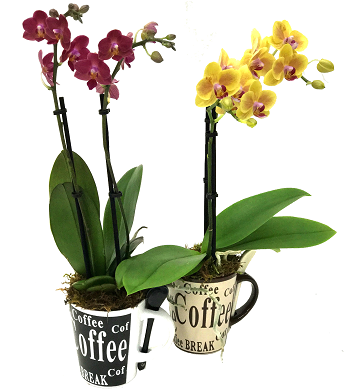 View Larger - Cattlianthe Jewel Box (445x390)