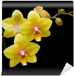 Flowers Yellow Orchids On A Black Background Close - Orquidea Fondo Negro (400x400)