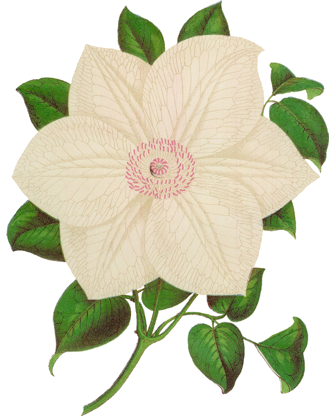 The Second Digital Flower Clip Art Is Of The White - Botanical Illustration (1260x1600)
