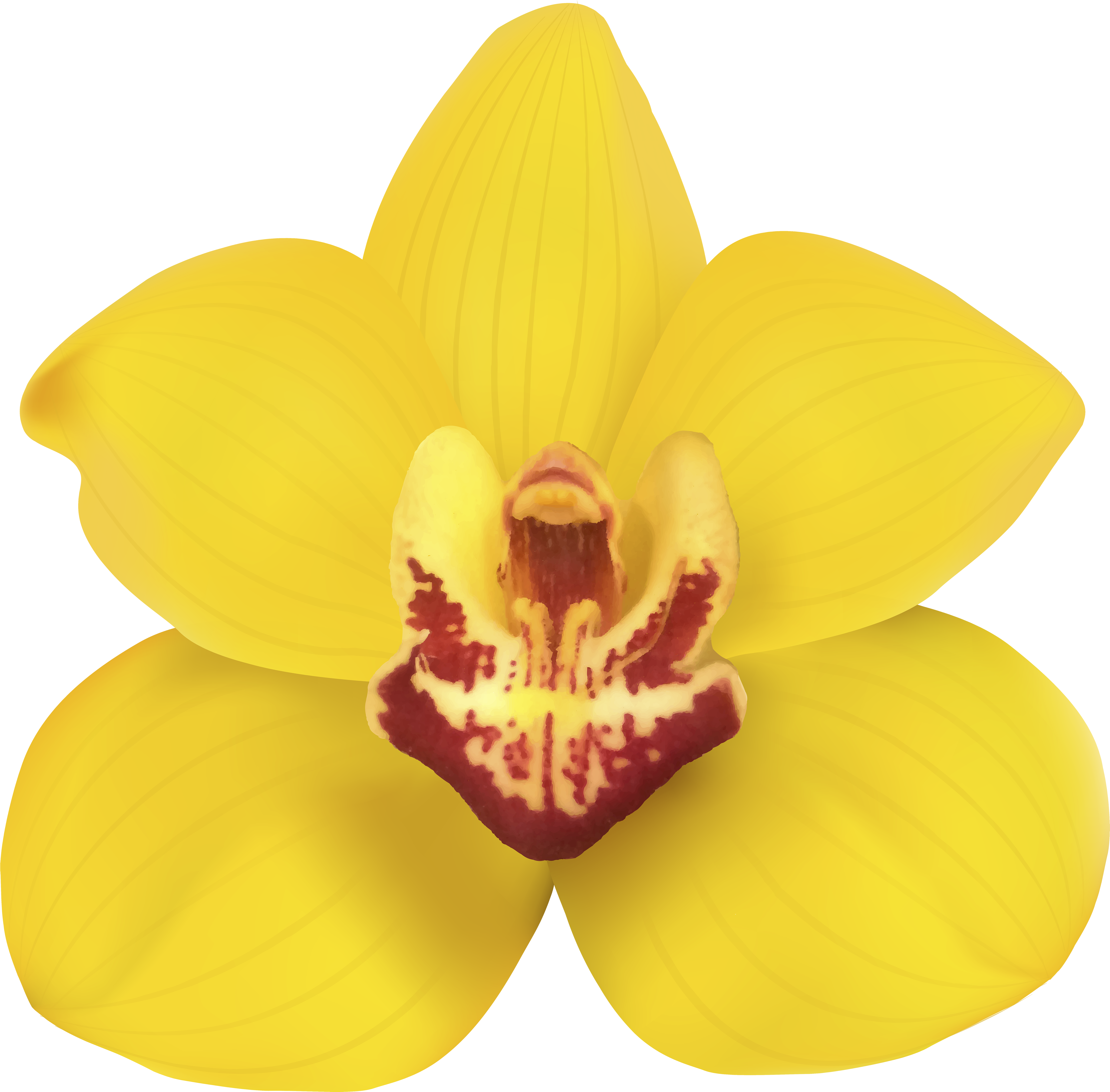 Yellow Orchid Png Clip Art - Clip Art (6000x5901)