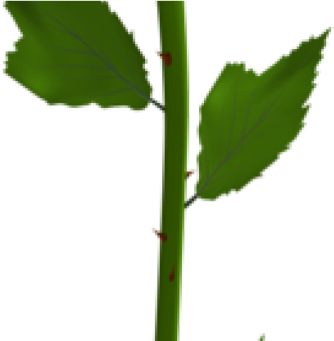 White Rose Clipart Art Work - Single White Rose Png (640x480)