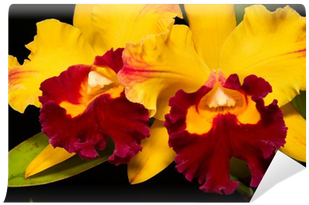 Orchids Flowers On Black Wall Mural • Pixers® • We - Cattleya (400x400)