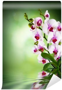 Green Dark Background Wall Mural • Pixers® • We Live - Temas Con Orquideas (400x400)