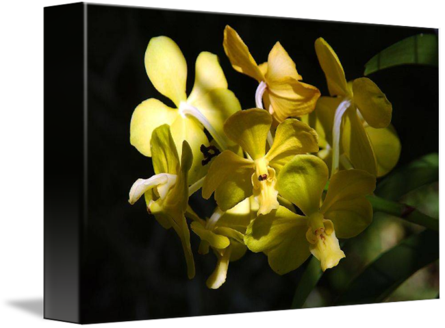 Moth Orchid (650x479)