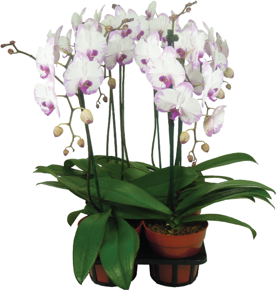 Orchids (793x611)