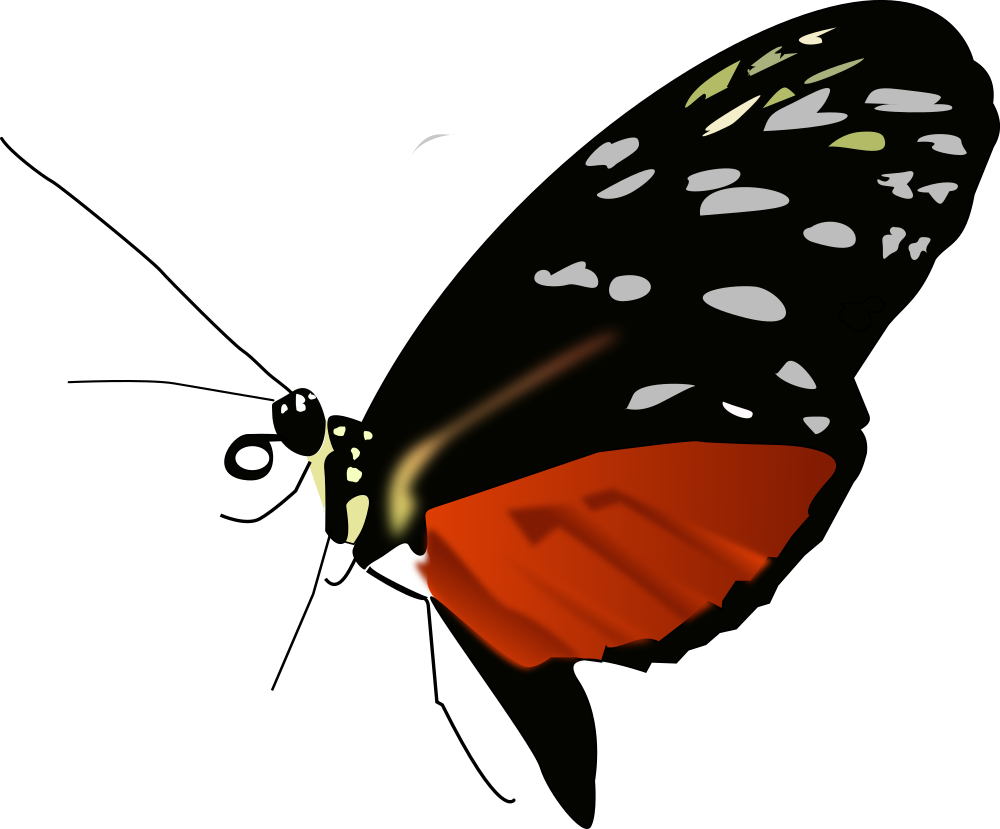 Free Dark Orange-black Butterfly - Red Black And Orange Butterfly (2400x1990)