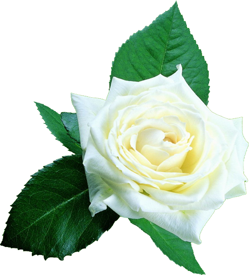 Beach Rose White Google Images Clip Art - Beach Rose White Google Images Clip Art (500x551)