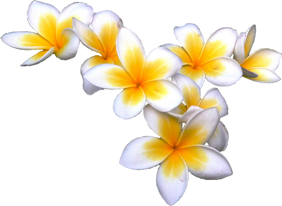 Lao's National Flower - Frangipani Transparent Background (1024x768)