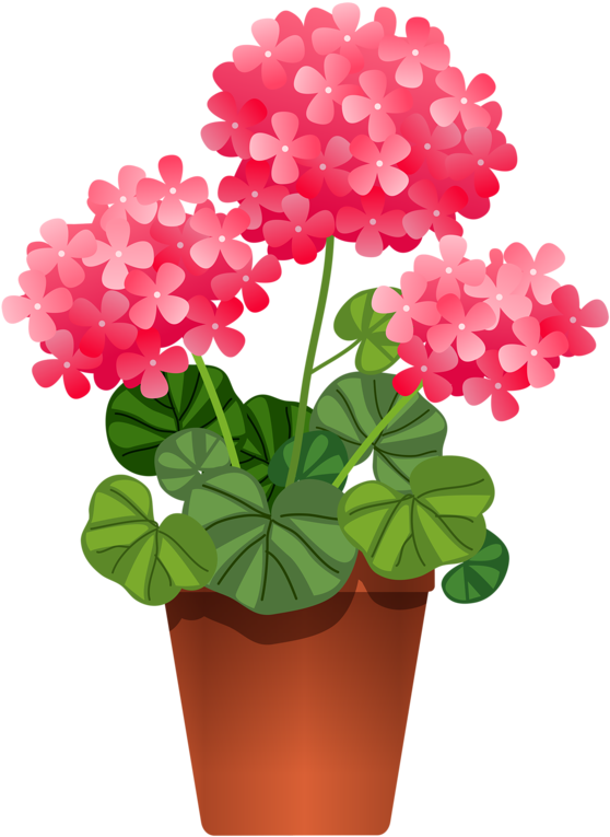 Potted Flowers - Potted Plant Clip Art (573x800)
