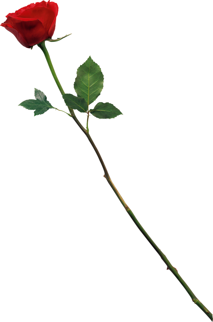 Rose Png For Photoshop (900x1359)