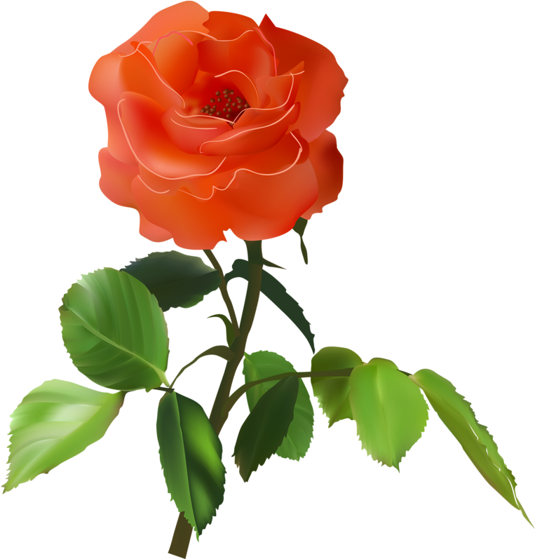 Flower Clipart, Clip Art, Gifs, Illustrations - Clip Art (800x796)