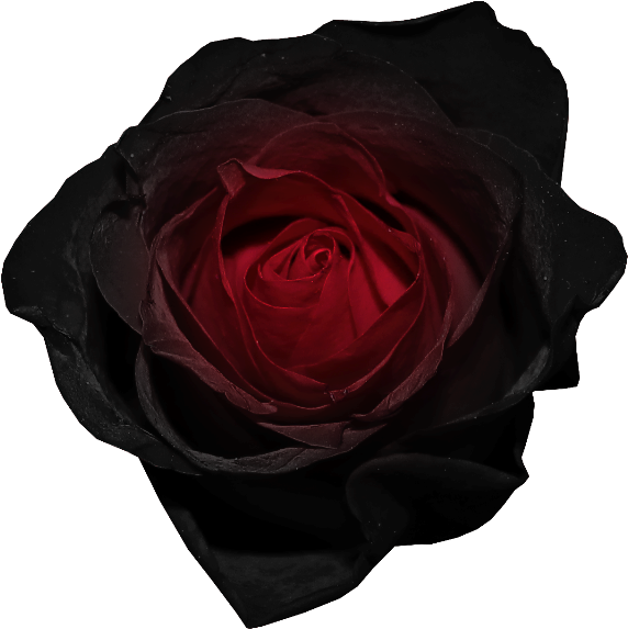 Red And Black Rose Png Picture - Black Flower Gif Transparent (600x601)