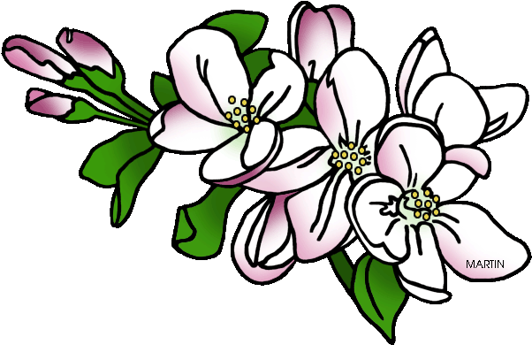 Michigan State Flower - Michigan State Flower (648x423)