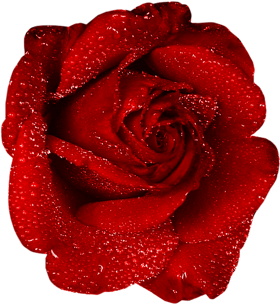 Red Rose With Dew Clipart - Red Rose Gif Png (918x1000)