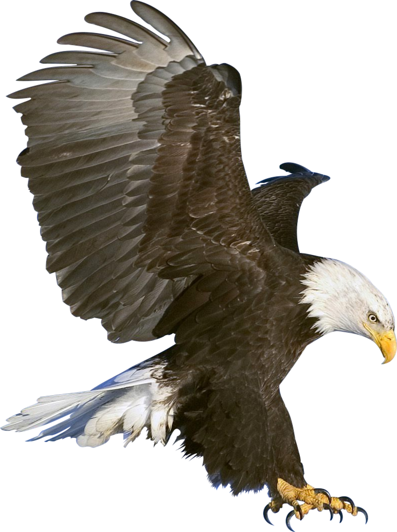 Eagle Png High-quality Image - Eagle Png (772x1035)