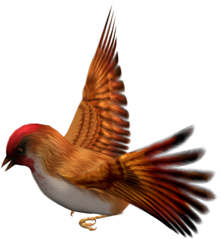 Scarlette Finch 5 Superior-stock - Finch Flying Transparent (800x867)