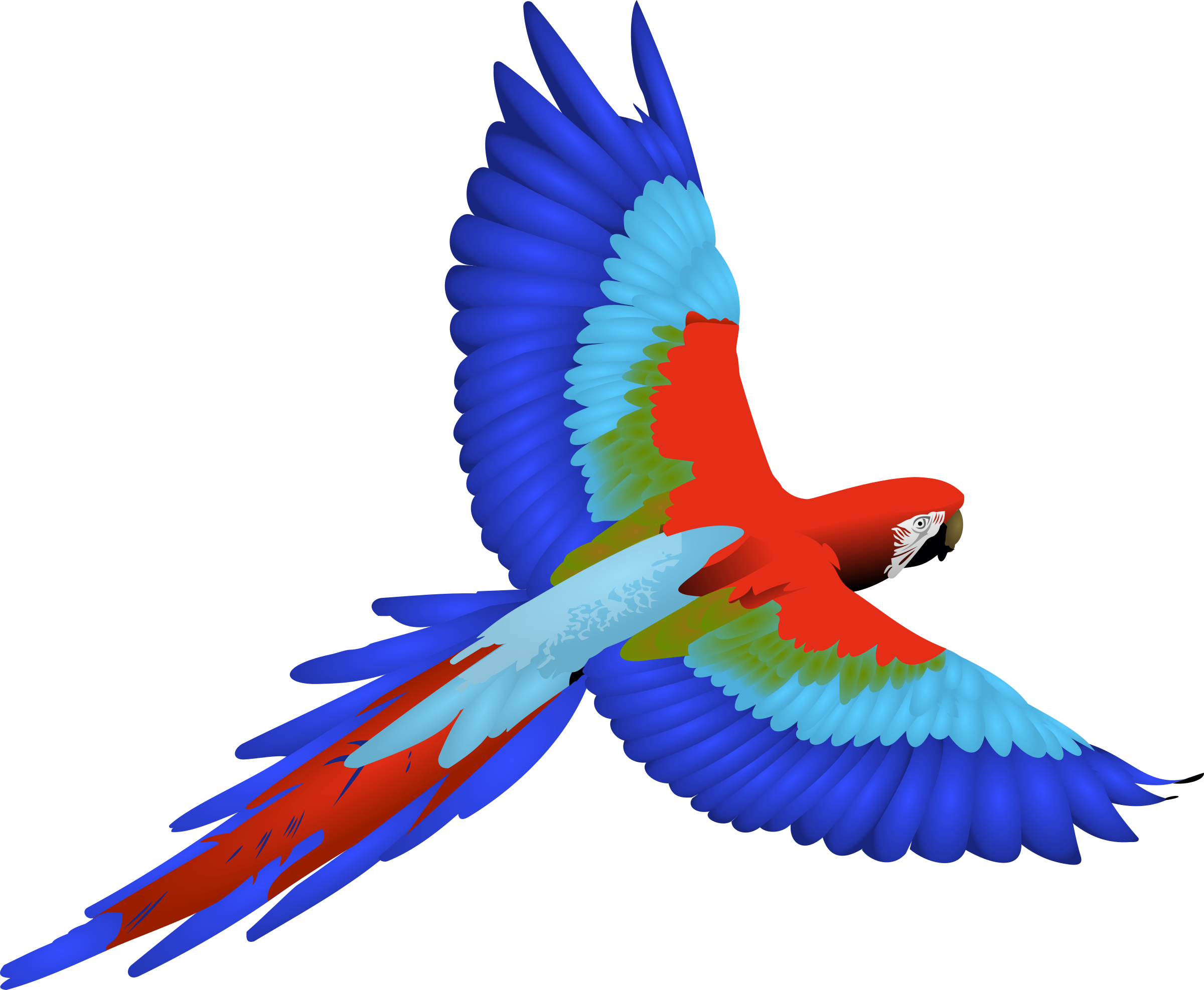 Flying Parrot Clipart (2400x1974)