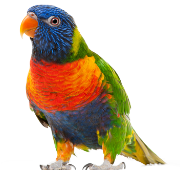 Parrot Clipart Beautiful Bird - Parrot Png (412x360)