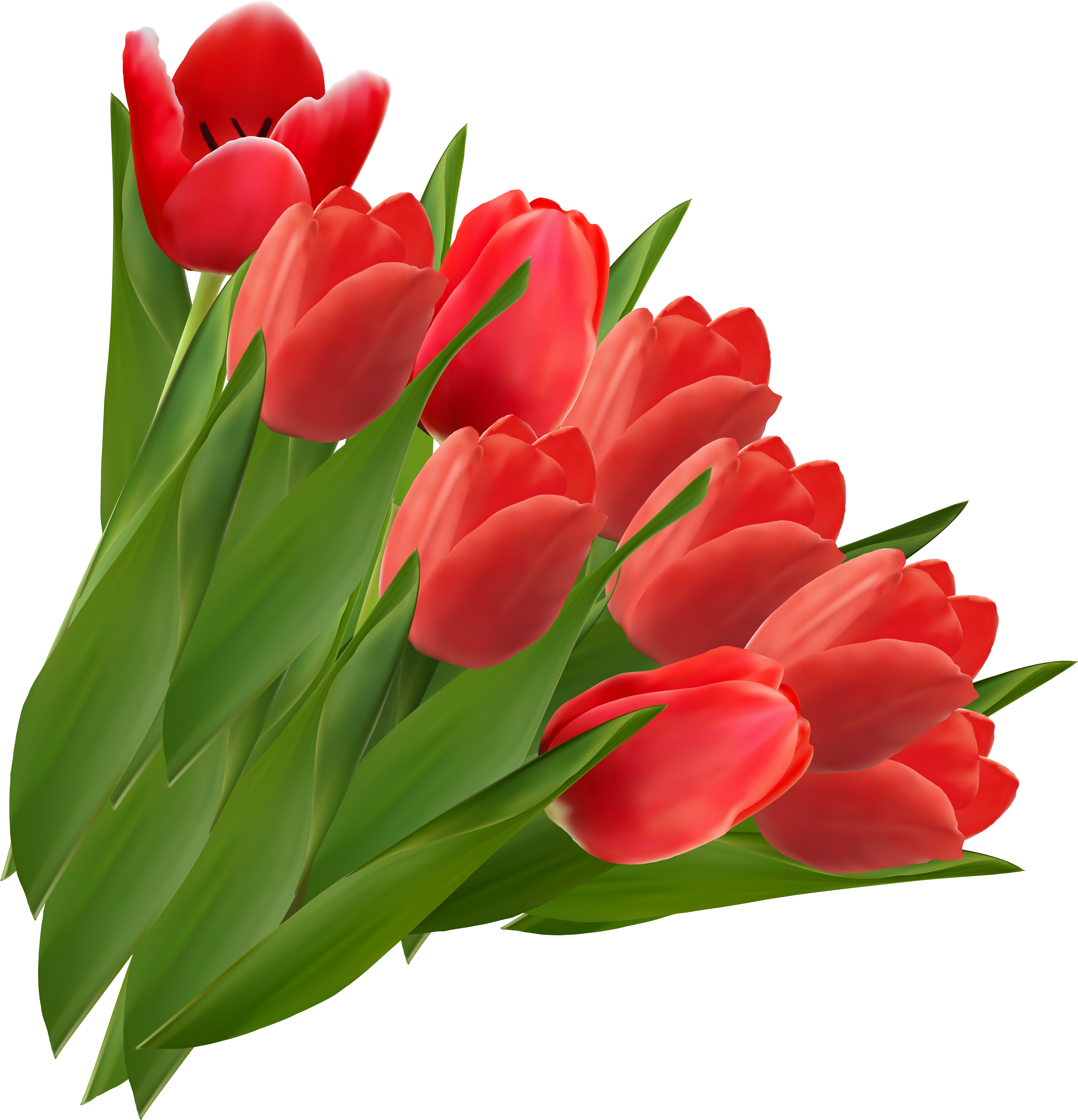 Tulip Flower Clip Art - Red Tulips Transparent Background (4935x5156)