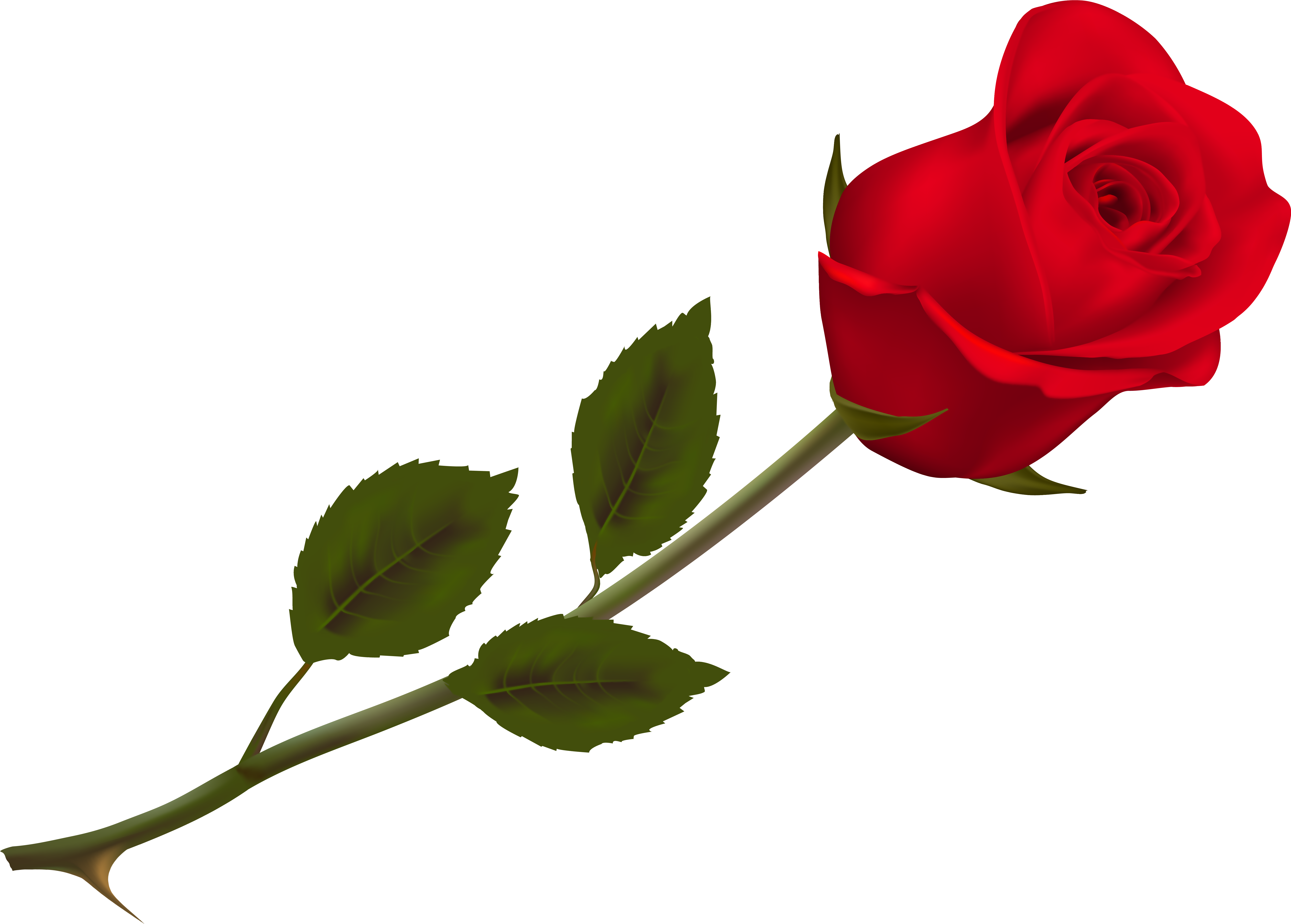 Transparent Beautiful Red Rose Png Picture - Rose Png (6889x5043)