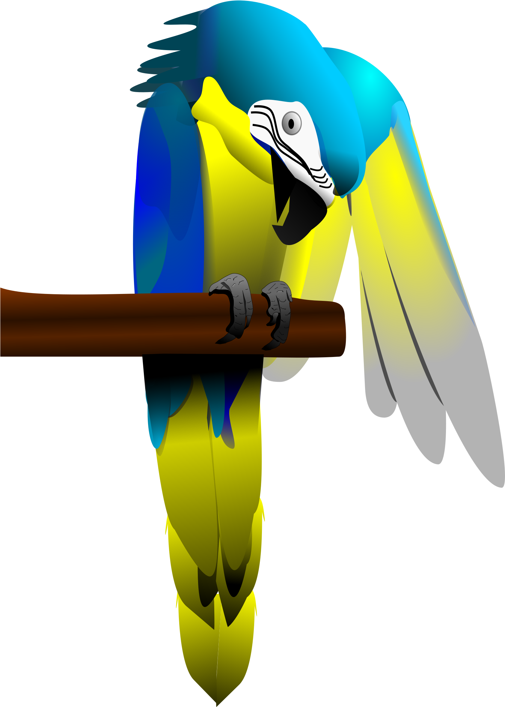 And Yellow Macaw Parrot - Blue-and-yellow Macaw (1697x2400)