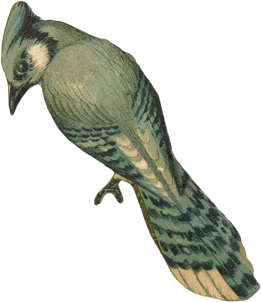 Vintage Faded Blue Jay Bird Art With Transparent Background - Bird Art Transparent (892x1000)